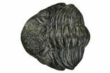 Wide, Enrolled Pedinopariops Trilobite #171569-2